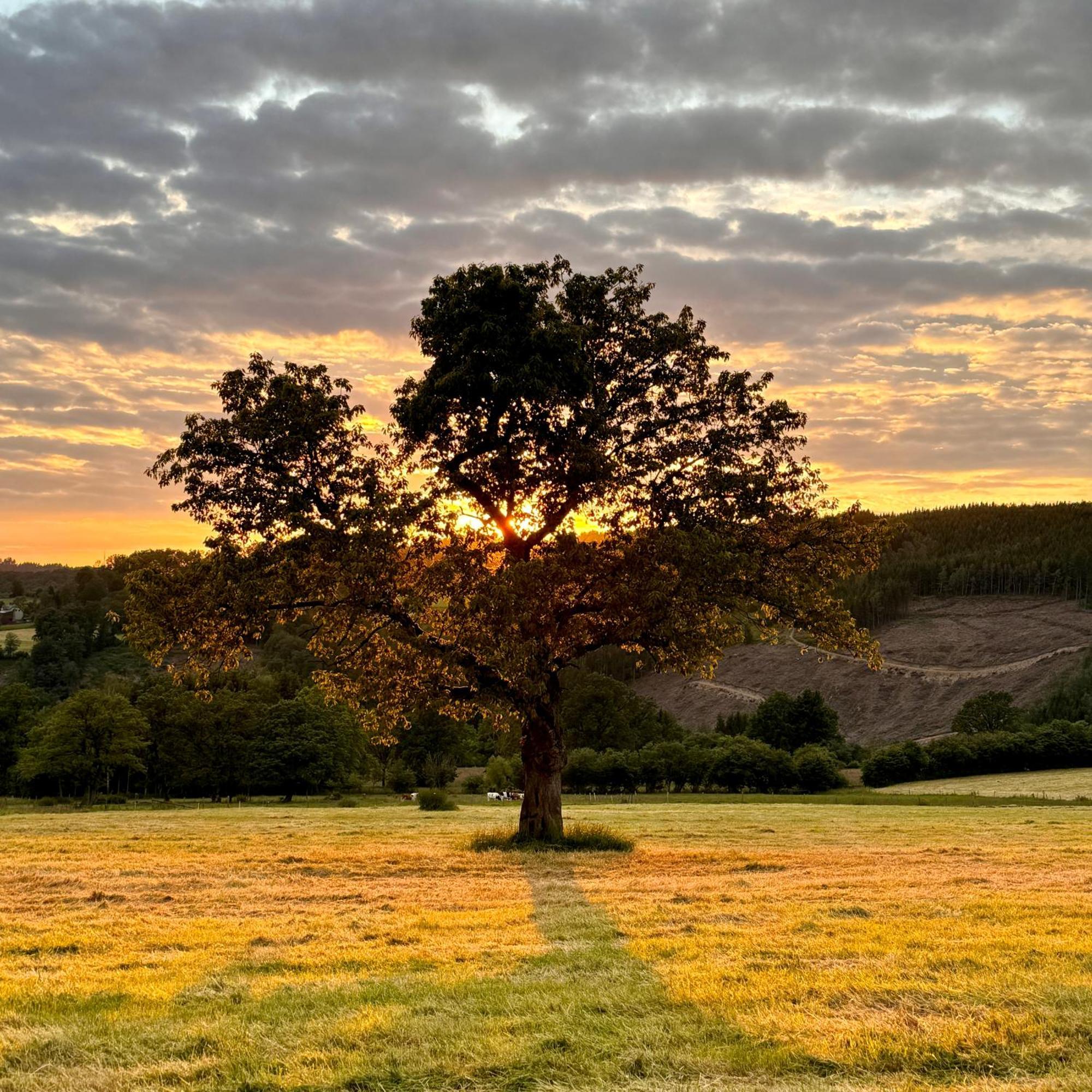 Le Dragon - Gite Accueillant Malmedy Exteriör bild