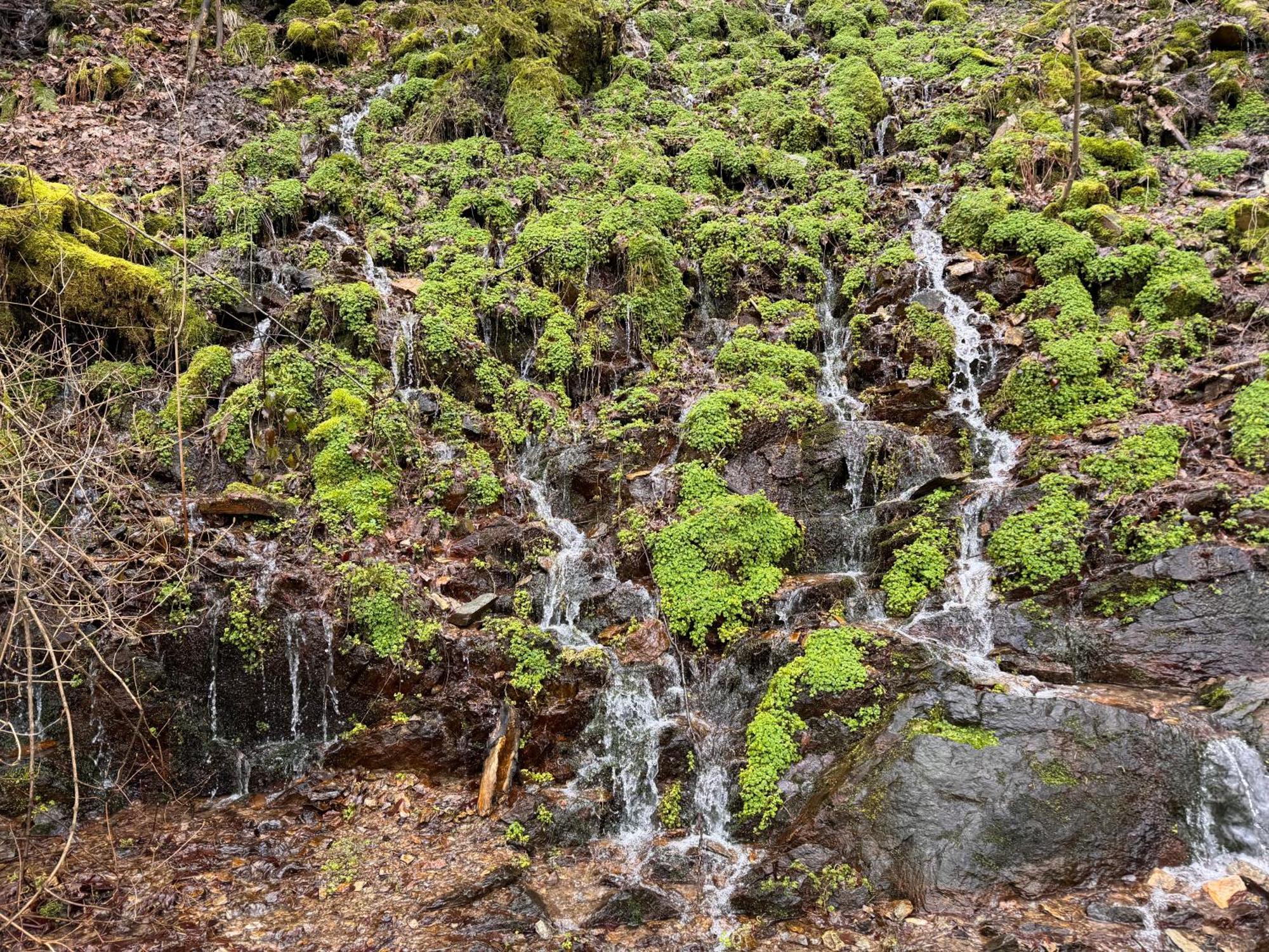 Le Dragon - Gite Accueillant Malmedy Exteriör bild