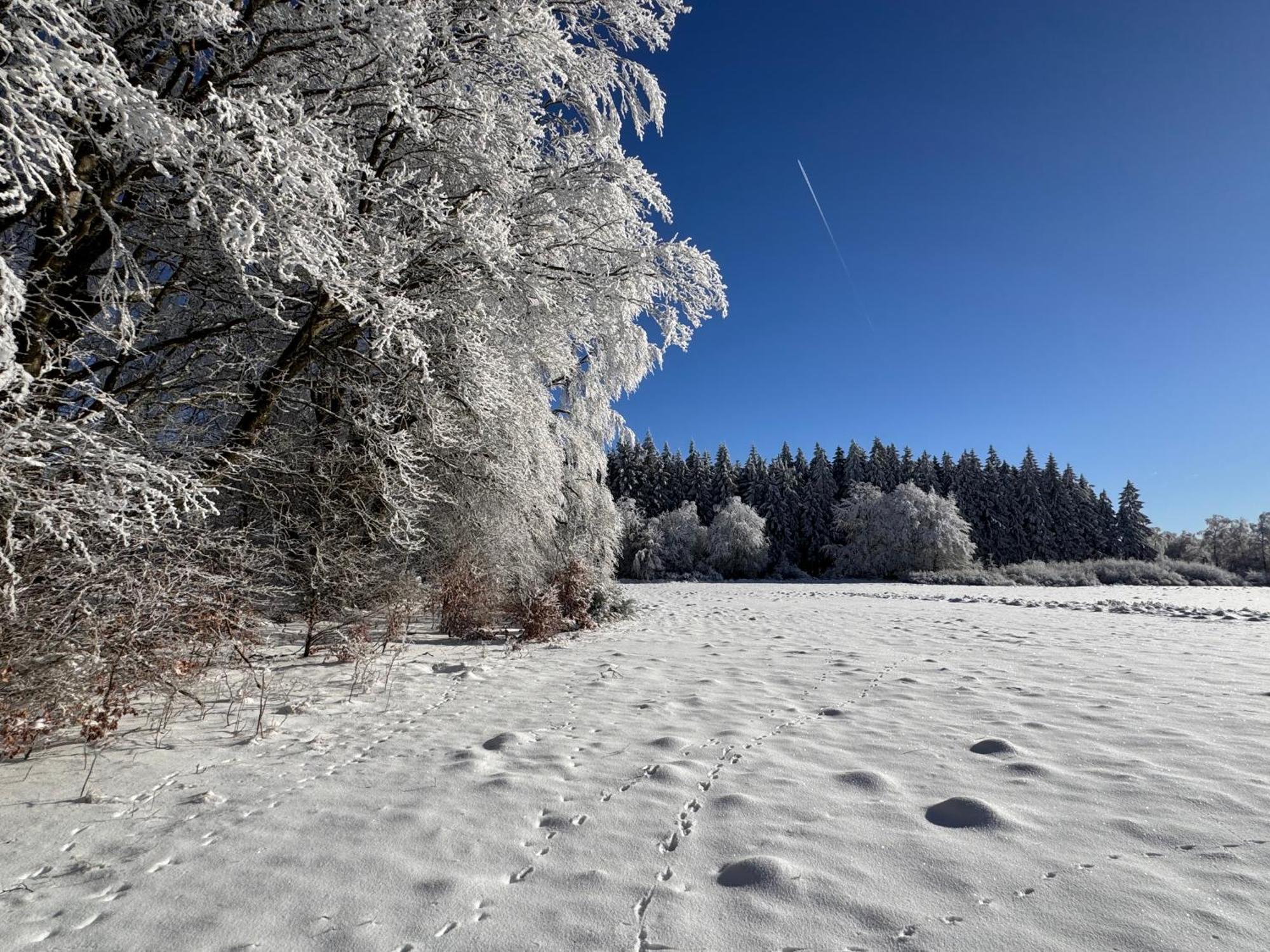 Le Dragon - Gite Accueillant Malmedy Exteriör bild